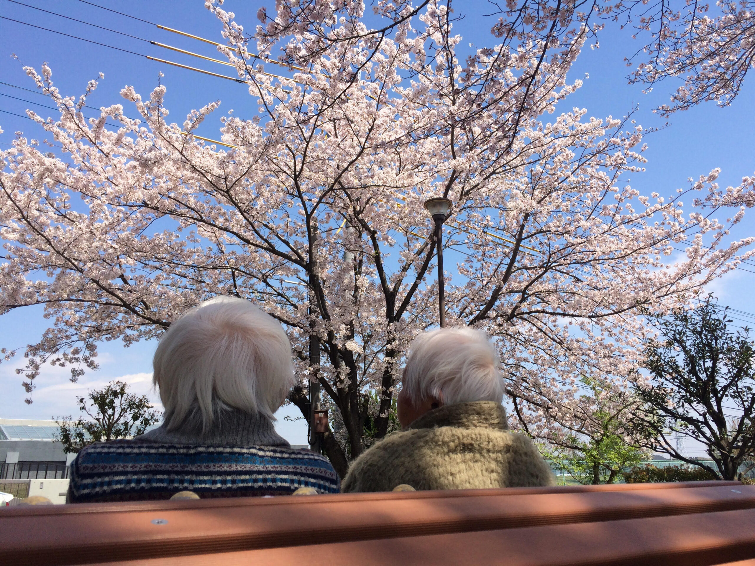 イベントの様子　お花見