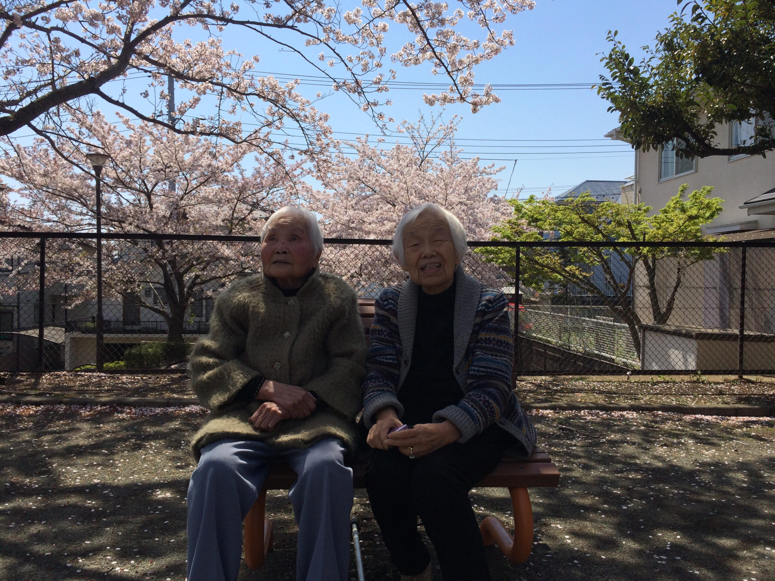 イベントの様子　お花見